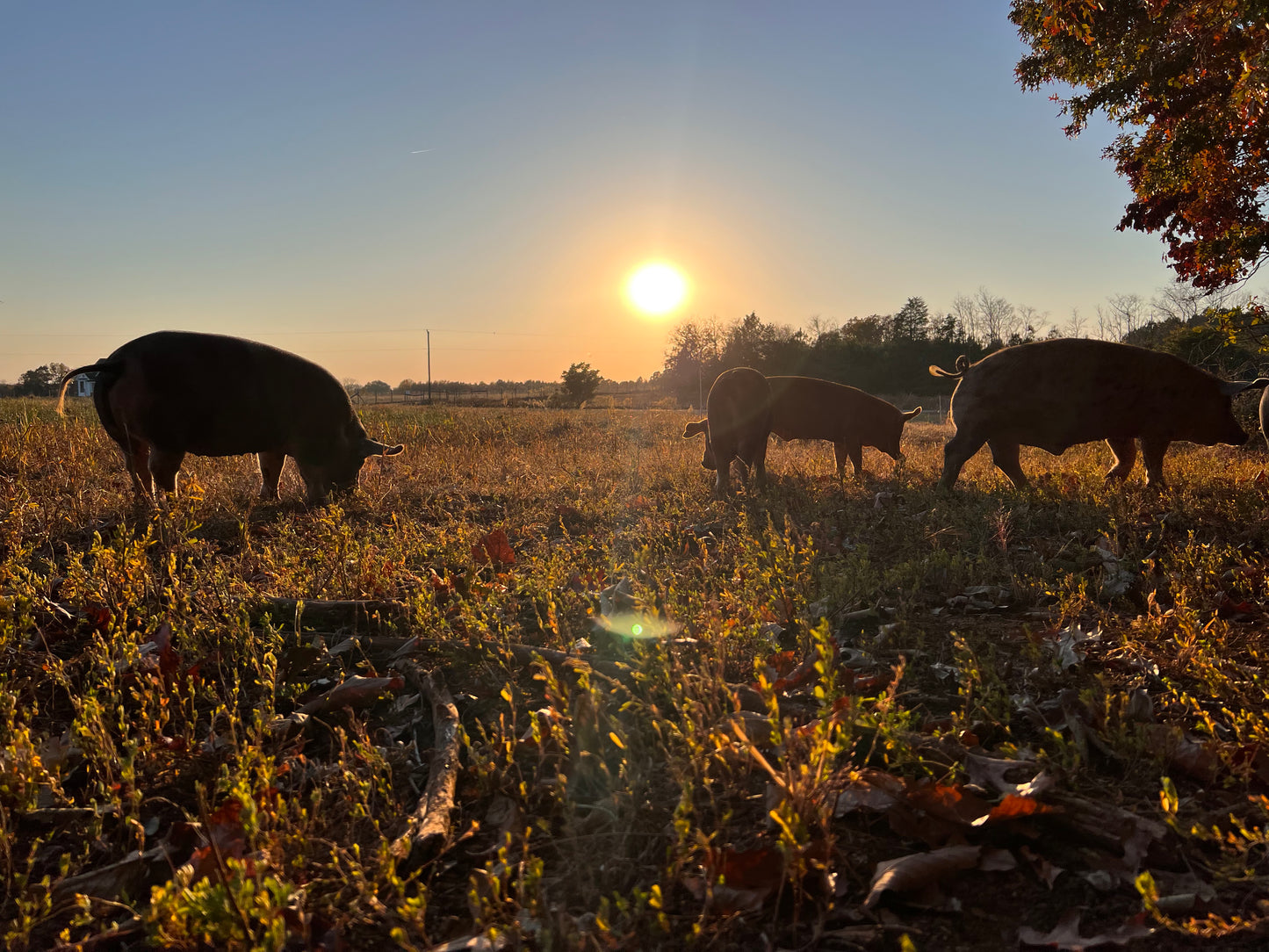 Happy pigs on pasture at evening nearing a beautiful sunset.