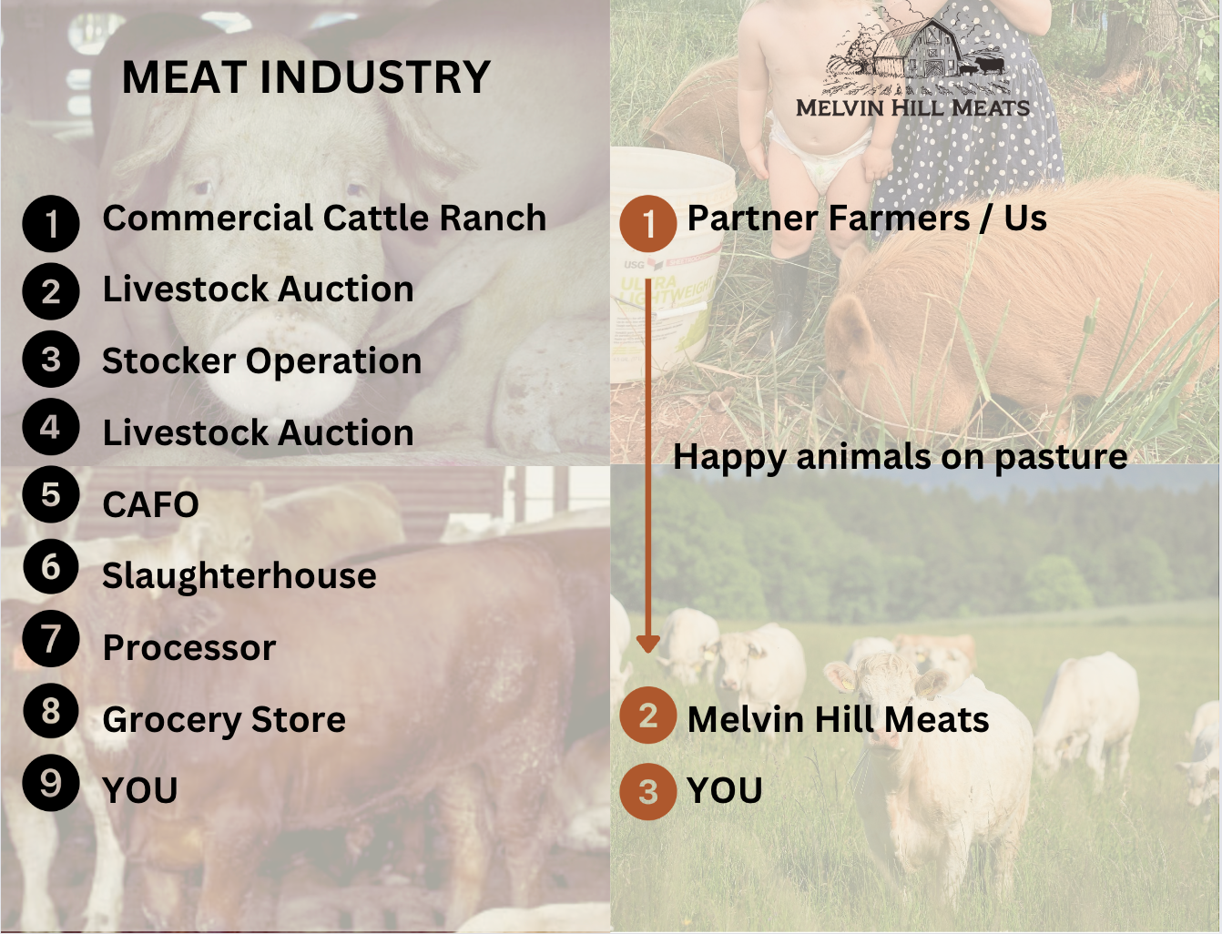 1/8 Beef Share (50+ pounds) - Deposit Only