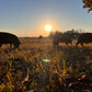 Happy pigs on pasture at evening nearing a beautiful sunset.